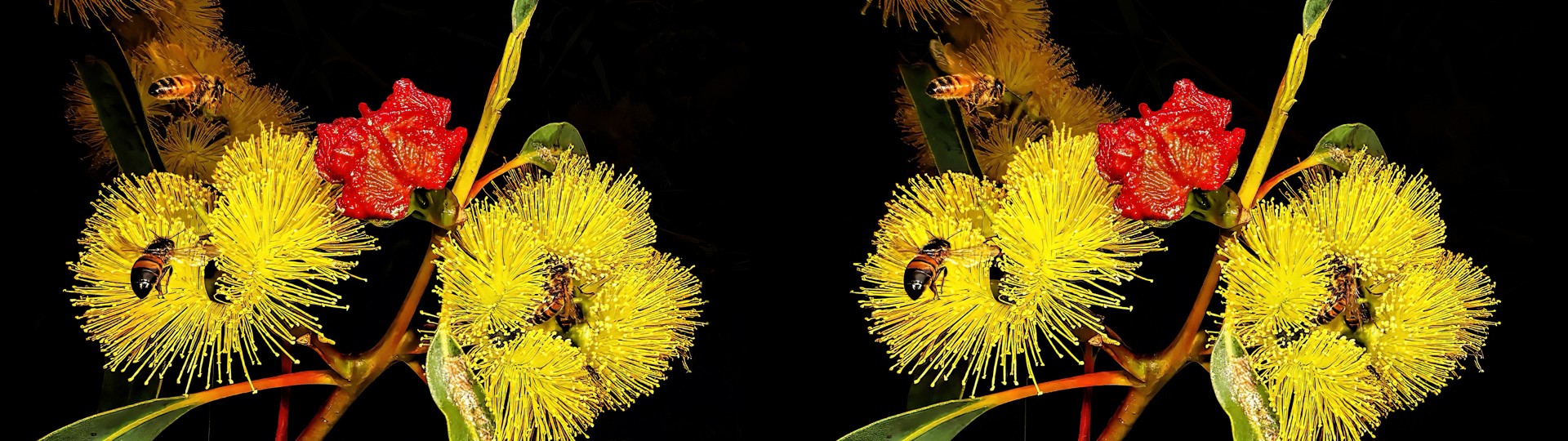 Gum Blossoms with Bees
